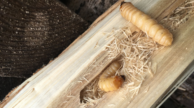 Holzwürmer-Überlebensratgeber: Bewältigung von Schädlingsbefall